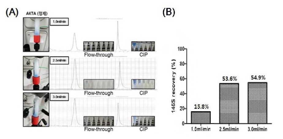 크기배제컬럼의 유속조건에 따른 구제역바이러스 상층액 정제 (A) 컬럼분획별 Trypan blue 혼입도 (B) 146S 항원 회수율