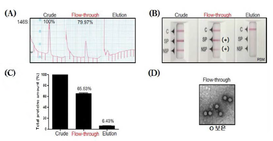 양이온 교환 컬럼을 이용한 구제역바이러스 상층액 정제 (A) 146S 항원 회수율 (B) 구제역 항원 간이키트 검사 (C) 총 단백질 함량 (D) 구제역 바이러스 입자