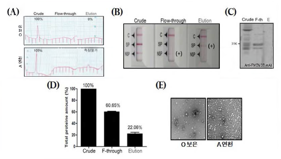 수산화인회석 컬럼을 이용한 구제역바이러스 상층액 정제 (A) 146S 항원 회수율 (B) 구제역 항원 간이키트 검사 (C) 비구조단백질 웨스턴블로팅 (D) 총 단백질 함량 (E) 구제역 바이러스 입자