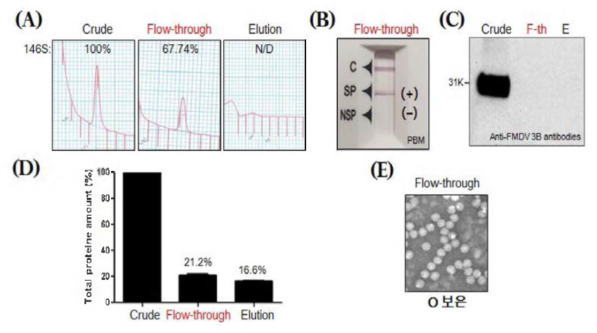 소수성상호작용 컬럼의 구제역바이러스 O형 보은주 상층액 정제 (A) 146S 항원 회수율 (B) 구제역 항원 간이키트 검사 (C) 비구조단백질 웨스턴블로팅 (D) 총 단백질 함량 (E) 구제역 바이러스 입자