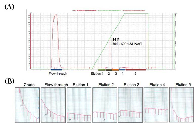 친화성컬럼을 이용한 구제역바이러스 상층액 정제(TN버퍼) (A) 정제 분획의 피크를나타내는 크로마토그램 (B) 분획별 146S 항원 회수율