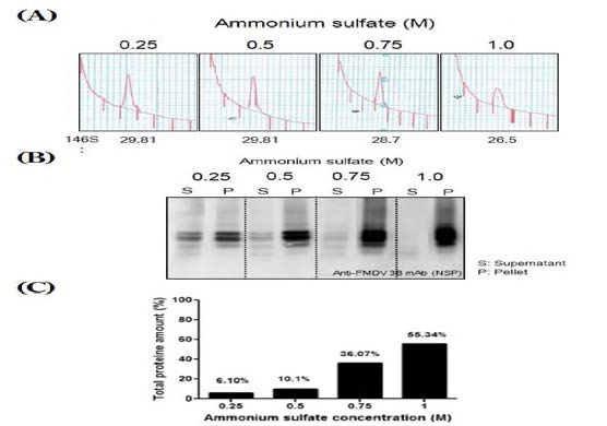 O형 보은주 상층액의 황산암모늄 농도별 처리 (A) 146S 항원 함량 (B) 비구조단백질 웨스턴블로팅 (C) 황산암모늄에 처리에 의한 단백질 침전량