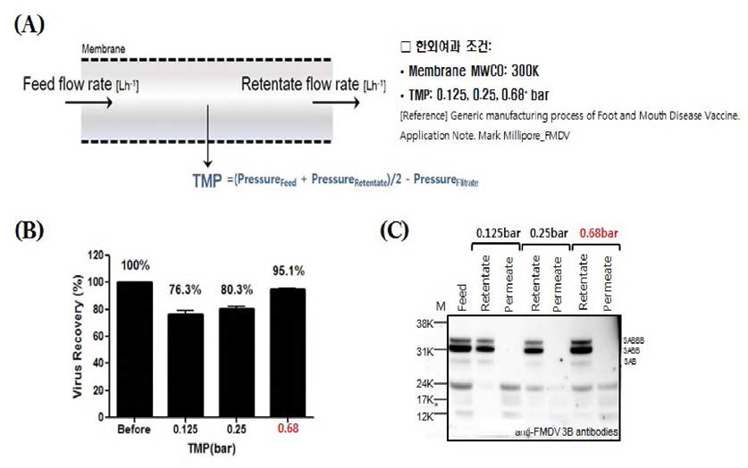 한외여과 막간차압 (TMP) 조건 선정 (A) TMP 모식도 (B) TMP에 따른 146S 항원 회수율 (C) 비구조단백질 웨스턴블로팅 Feed：농축전 상층액，Retentate:농축액，Permeate:여과액