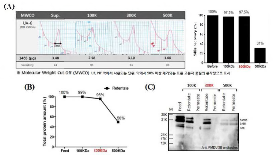 한외여과막 분획분자량 선정 (A) 한외여과막 분획분자량에 따른 146S 항원 회수율 비교 (B) 총단백질 함량 (C) 비구조단백질 웨스턴블로팅