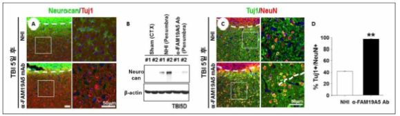 FAM19A5 항체 처리에 의한 CSPG 분비 억제 및 신경세포보호 (unpublished data)
