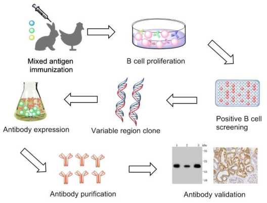 Chicken & rabbit immunization을 통한 항체 발굴 모식도