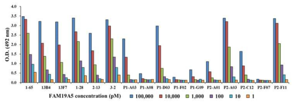 IgG1타입 α-FAM19A5 항체의 FAM19A5에 대한 affinity 측정결과