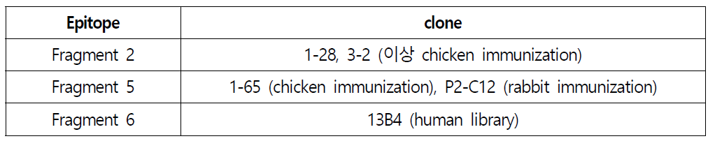 특이적 Epitope를 갖는 항체 후보군