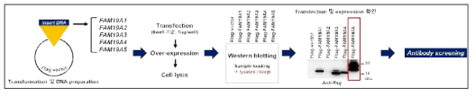 FAM19A5 항체의 결합 특이성을 확인하기 위한 in vitro 방법 구축