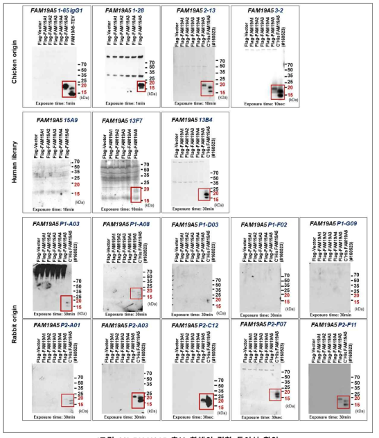FAM19A5 후보 항체의 결합 특이성 확인