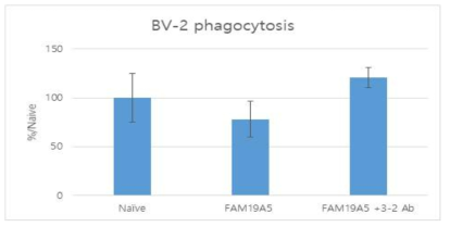 FAM19A5 및 anti-FAM19A5 항체가 phagocytosis에 미치는 영향