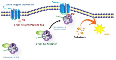β-arrestin assay 기반의 FAM19A5 특이적인 GPCR screening 방법