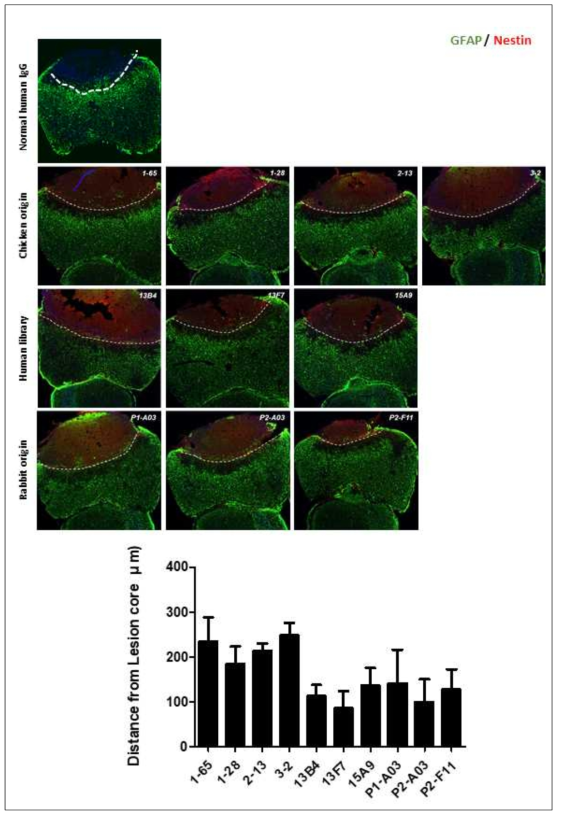 TBI 모델에서의 FAM19A5 항체 in vivo 시험 결과