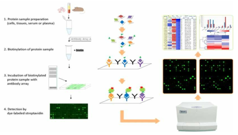 antibody array 모식도