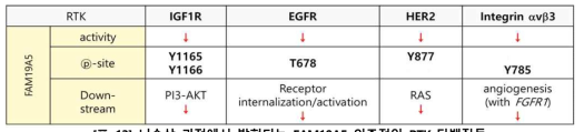 뇌손상 과정에서 발현되는 FAM19A5 의존적인 RTK 단백질들