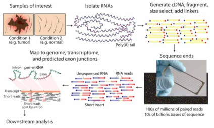 RNA sequencing 모식도