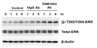FAM19A5 항체(3-2) 처리에 의한 ERK 단백질의 인산화 증가