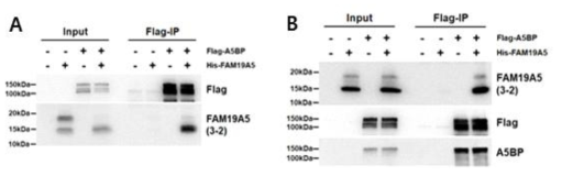 FAM19A5와 A5BP 단백질의 결합능 비교