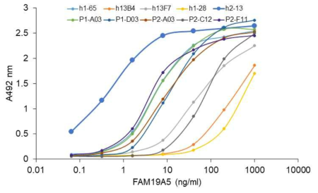 항 FAM19A5 IgG1항체들의 FAM19A5항원에 대한 결합능