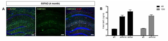 AD 질환동물모델에서의 FAM19A5 발현 및 월령에 따른 분비량 비교