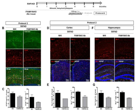 AD 질환모델에서 FAM19A5 항체의 신경교증식증 및 신경염증 제어능 평가