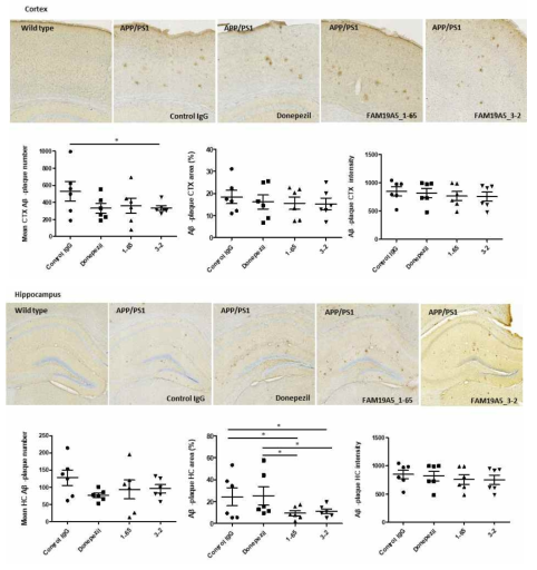 APP/PS1 mouse 조직 내 아밀로이드 베타 플라크 형성 비교