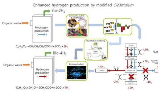 혐기성소화 시 clostridium 미생물에 의한 수소발효 기작 (Speece, 2008)