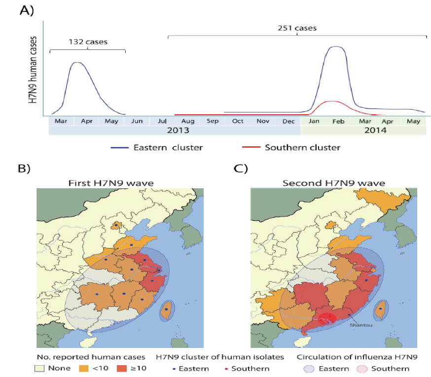 H7N9 인체감염 보고의 시기적 지역적 유전자적 분포. (A) Eastern cluster와 Southern cluster의 발생 보고 추이 (B)와 (C) 첫 유행과 2번째 유행 시 발생 보고의 지역적 분포