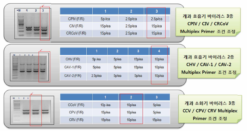 Multiplex (RT)-PCR를 위한 primer 농도 설정 결과