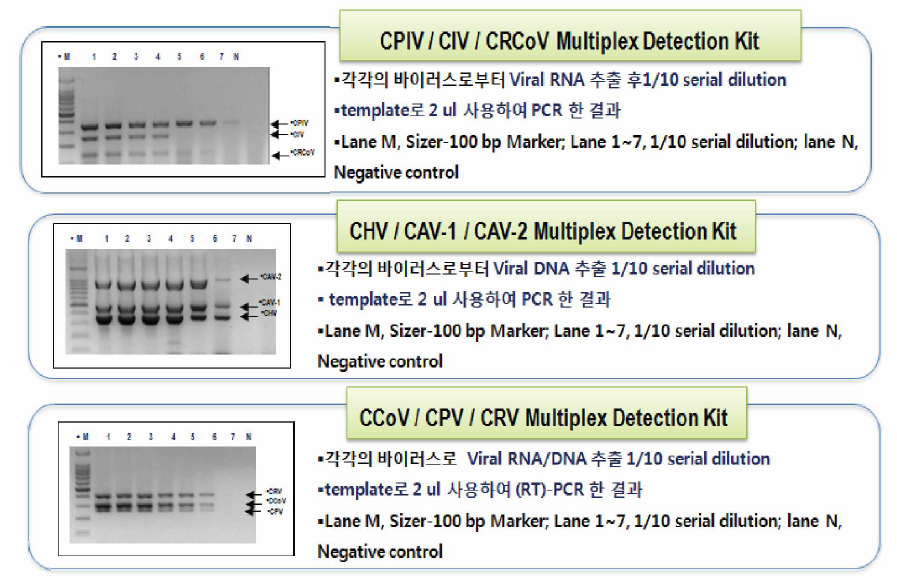 표준바이러스를 이용한 Multiplex (RT)-PCR의 민감도 측정