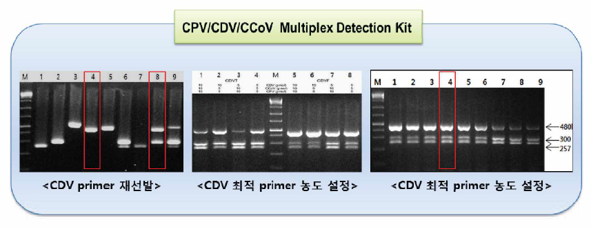 표준바이러스를 이용한 CPV/CDV/CCV Multiplex (RT)-PCR의 민감도 측정