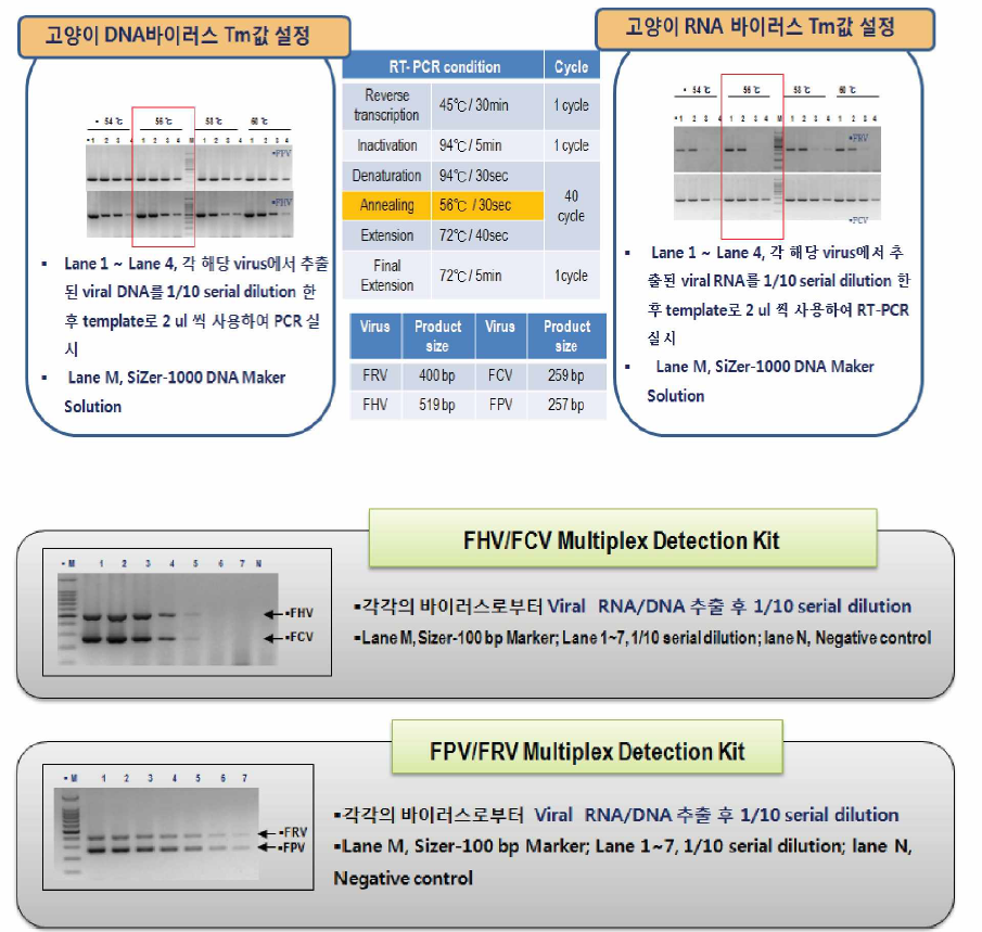 고양이 바이러스성 질병 Multiplex (RT)-PCR 확립을 위한 조건설정