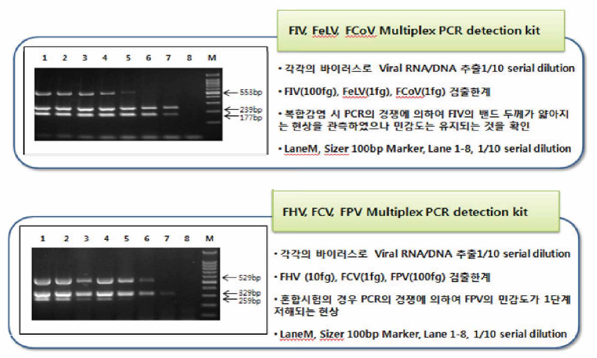 표준바이러스를 이용한 multiplex (RT》-PCR의 민감도 측정
