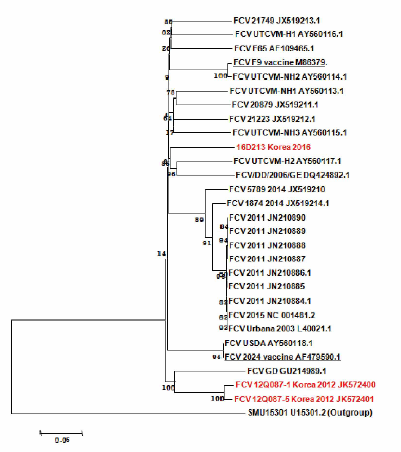 국내 FCV의 전체유전자에 대한 phylogenetic tree분석 결과