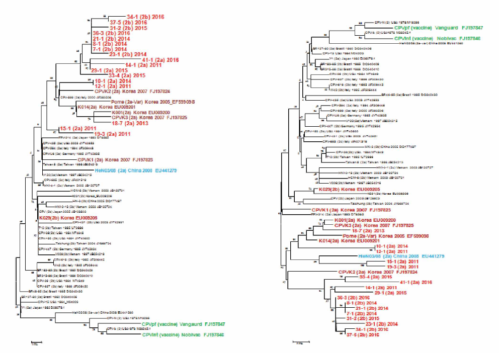 국내 CPV (2011-2016) VP2 유전자에 대한 phylogenetic tree (좌:nucleotide, 우:amino acid)