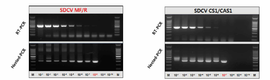 PDCoV 단일 cRT-PCR 및 nested PCR 검출한계