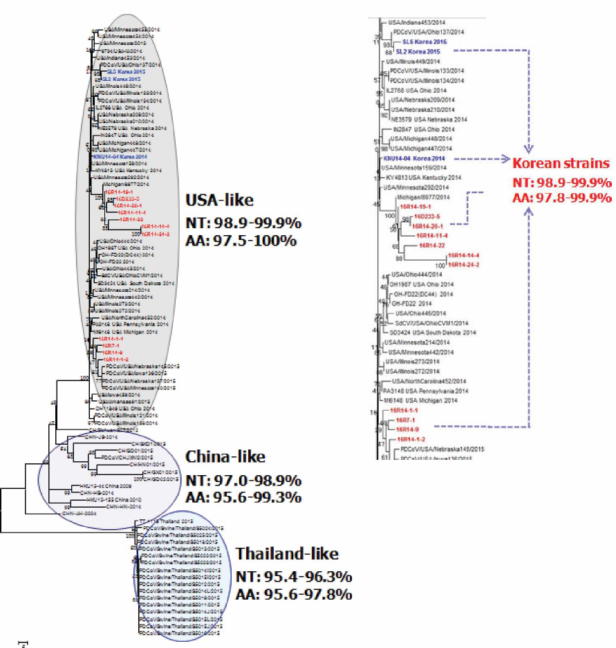 국내·외 PDCoV의 S gene에 대한 phylogenetic analysis