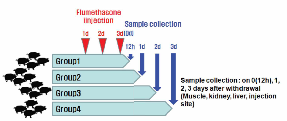 Diagram of animal experiment for residue depletion study of Flumethasone