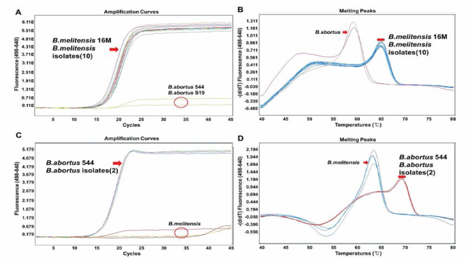Real -time PCR 을 이용한 태국 동물유래 5차 분리주의 Brucella species 감별결과(본부 측) B. meIitensis(A, B) and B. abortus(C, D) -specific Hybprobe PCR. Specific amplification (A, C) and melting curve analysis (B, D) of B. melitensis strains including 16M(bv. 1) reference strain and sheep isolates (A, B; RS3, RS6, RS8, RS9, RS10, RSI2, NS43, NS51, NS57, NS58) and B. abortus strains including 544 (bv. 1) reference strain , S19 vaccine strain and daily cattle isolates (Jack, Soy)