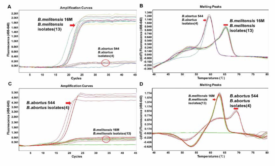 Real-time PCR 을 이용한 태국 동물유래 6-7차 분리주의 Bmcella species 감별결과(본부 측) B. melitensis(A, B) and B. abortus(C，D) -specific Hybprobe PCR. Specific amplificaton(A，C) and melting curve analysis (B, D) of B. melitensis strains including 16M(bv. 1) reference strain and sheep isolates (A, B; NS108, NS 103, NS110, NS 109, NS96. 11502205, NG386, aborted fetus) and B. abortus strains including 544 (bv. 1) reference strain, and cattle isolates (B10764, R5, B994, B6596, B665, B245, B1176, R6, Dao)
