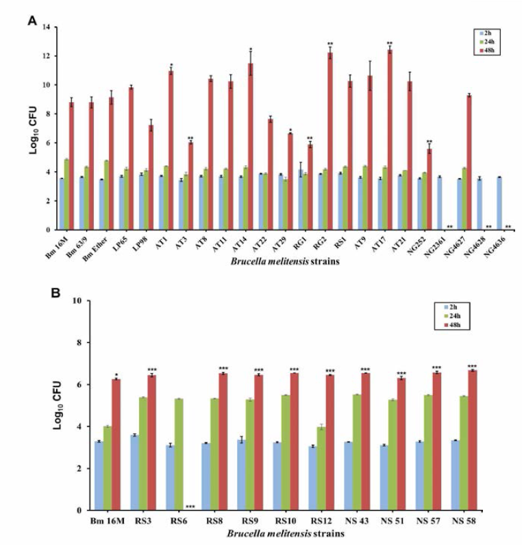 태국 Brucella melitensis 분리주의 세포내 증식 정도 분석 결과(본부 측) HeLa cells were infected with B. melitensis strains including reference strains (16M, 63/9 and Ether) and goats (A, ATI, AT3, AT8, AT11, AT14, AT22, AT29, NG5816, NG5807, AT9, ATI7, AT21, NG0252, NG2361, NG4627, NG4628, NG4636) and sheep isolates (B, RS3, RS6, RS8, RS9, RS10, RSI2, NS43, NS51, NS57, NS58) for the indicated times (2, 24 and 48h). Bacterial intracellular growth efficiency was determined by evaluating LogioCFU of intracellular bacteria. All data represent the mean ± SD of triplicate trials from three independent experiments. Statistically significant differences from the reference strains are indicated by asterisks (*，P < 0.05; **, P < 0.01; ***，P < 0.001)