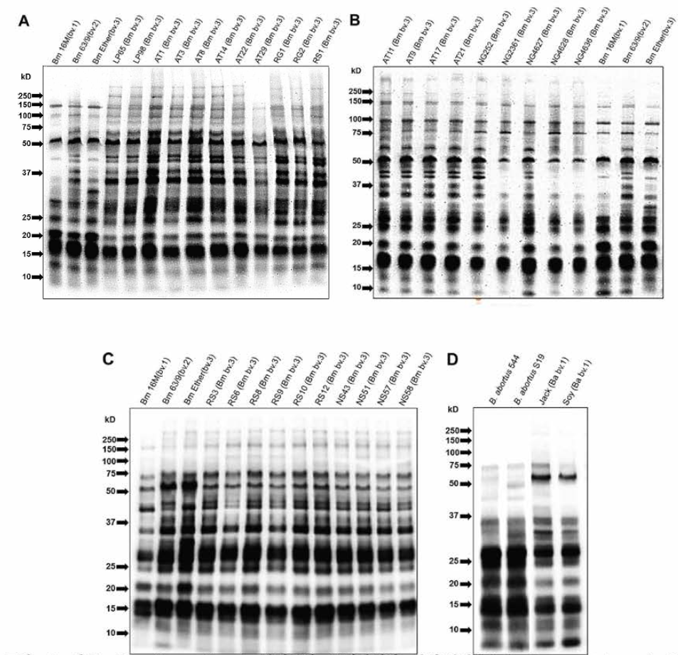 태국 Brucella melitensis 분리주의 표면단백질 분석(본부측) Surface proteins of B. melitensis strains including reference strains (16M, 63/9 and Ether), goats and sheep(A,B; ATI, AT3, AT8, AT11, AT14, AT22, AT29, RG1, RG2, RSI, AT9, AT17, AT21, NG0252, NG2361, NG4627, NG4628, NG4636) and sheep(C; RS3, RS6, RS8, RS9, RS10, RSI2, NS43, NS51, NS57, NS58) isolates, and B. abortus strains including reference strains (544) and dairy cattle (D; Jack, Soy) isolates were labeled with Sulfo -NHS -Biotin and detected by immunoblotting with horseradish peroxidase -conjugated streptavidin. The parameters shown on the left (in kilodaltons) represent the molecular mass markers