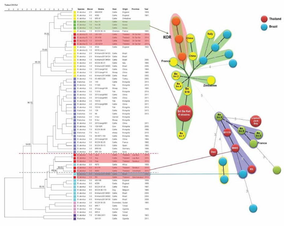 MLVA 16 loci을 이용한 태국 동물유래 B. abortus 분리주(1~7차)와 국내외 분리주와 의 cluster 및 MST 분석비교 The number and character in circle indicates biovar and strain name, respectively. Size of circles reflects the number of isolates with a particular MLVA genotype. Shape, width and number with lines of the line reflects the gene仕c distance between the genotypes