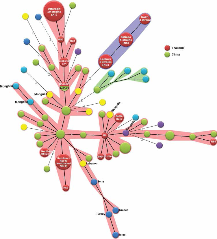 MLVA 16 loci을 이용한 태국 동물유래 B. melitensis 분리주(1~7차)와 국외 분리주와의 Minimum Spanning Tree (MST) 분석비교 The number and character in circle indicates biovar and strain name, respectively. Size of circles reflects the number of isolates with a particular MLVA genotype. Shape, width and number with lines of the line reflects the genetic distance between the genotypes