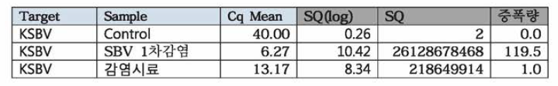 SBV 1차 인공감염 실험 꿀벌유충 내 KSBV 유전자 절대정량 결과 자료