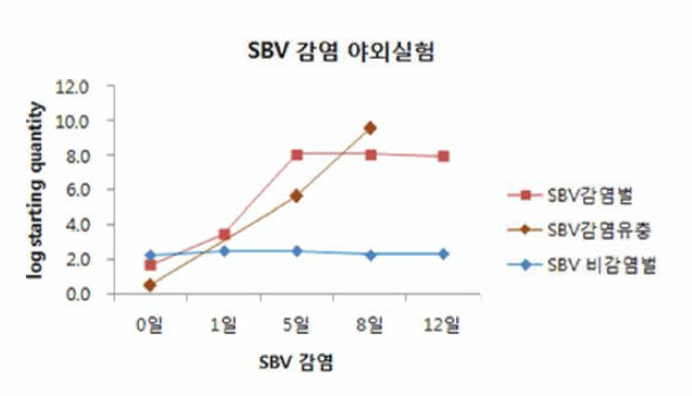 야외 토종벌 SBV 인공감염 시료 내 SBV DNA 증폭 그래프