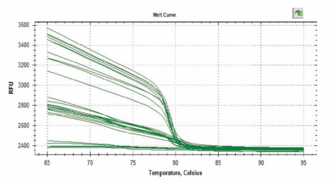 야외 토종벌 SBV 인공감염 시료 내 DNA melt curve