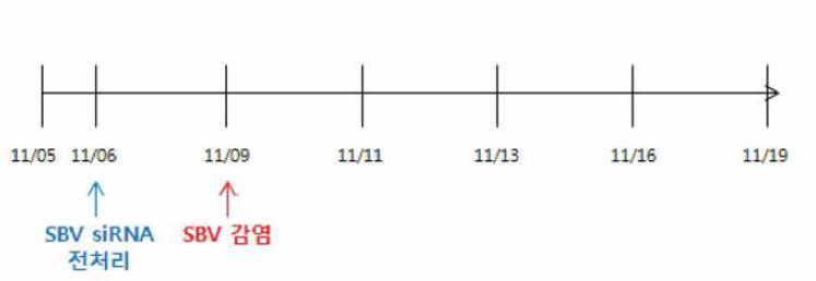 SBV에 대한 si RNA 효능평가실험(전처리) 수행