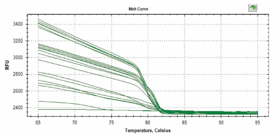 VP1 si RNA를 전처리한 후 SBV를 인공감염시킨 시료 내 SBV DNA melt curve