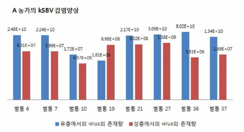 A농가의 성충 및 애벌레의 바이러스 감염량 확인